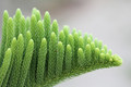 Lush green in the rain