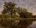 Duck Pond Downpour