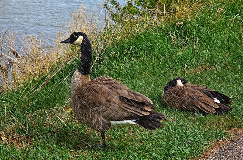 Geese in the rain