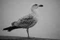 Möwe