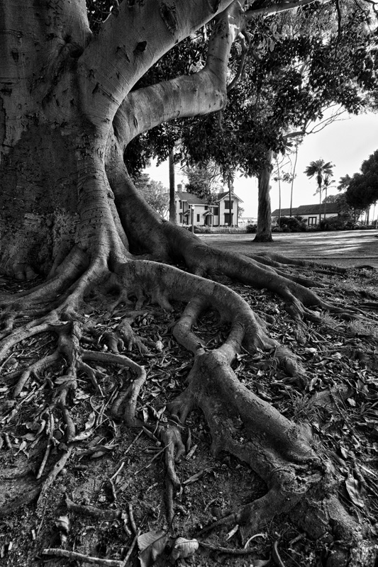 Roots and Lighthouse, Point Fermin