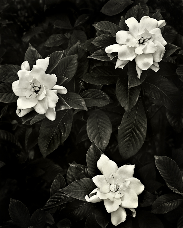 Camellia