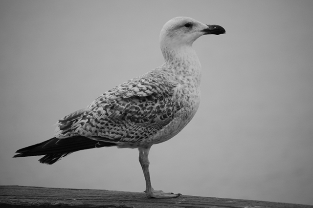 Möwe