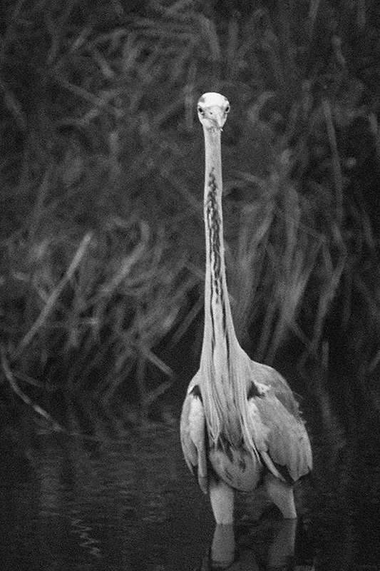 Strange bird