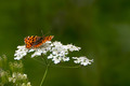 Shall I fly to the unknown?