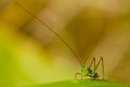 Conocephalus
