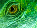 i see green.