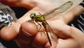 A dragonfly dries it's wings.