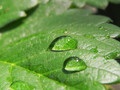 Green Leaves