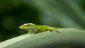 Lizard Green 