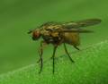 Phaonia sp