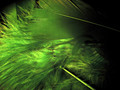 Feather Storm