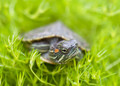 Trachemys Scripta Elegans