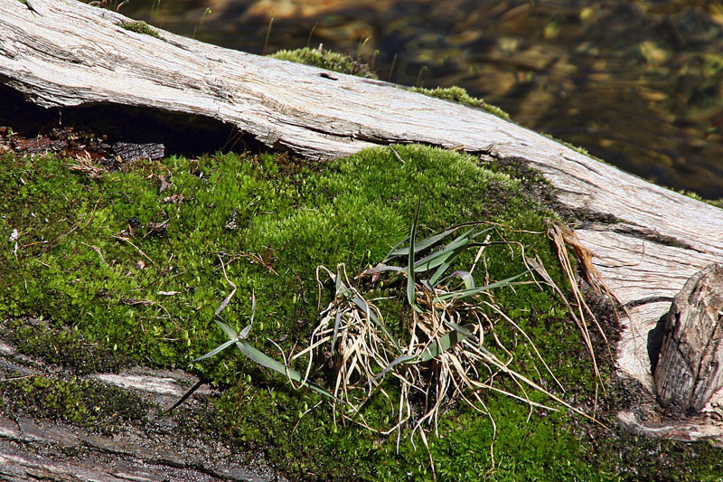 algae on a log