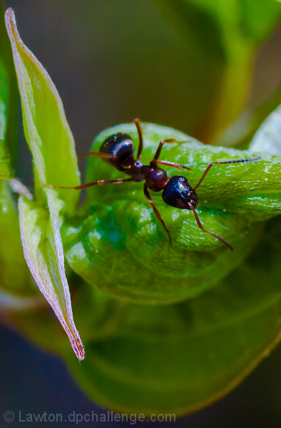 green leaves with ant