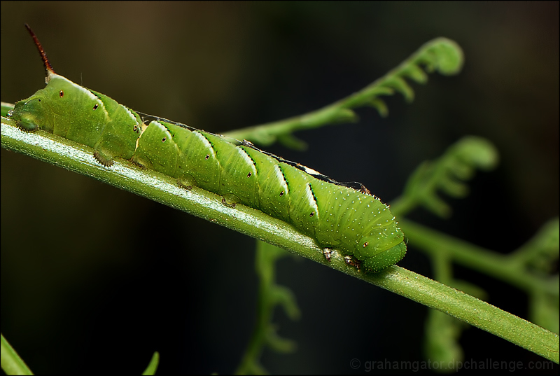 Tomato Horn Worm