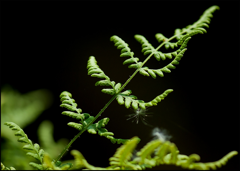 Fern