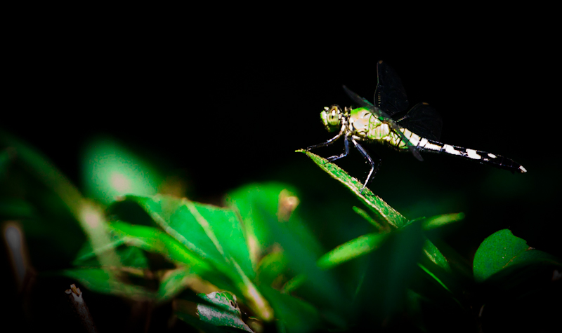 Dragonfly At Night