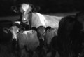 Cattle