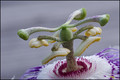 Passiflora
