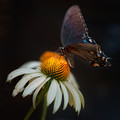 Spicebush Swallowtail Butterfly