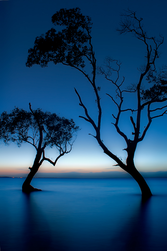 Dancing Mangrove Trees