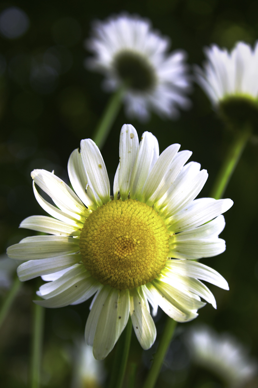 Daisy