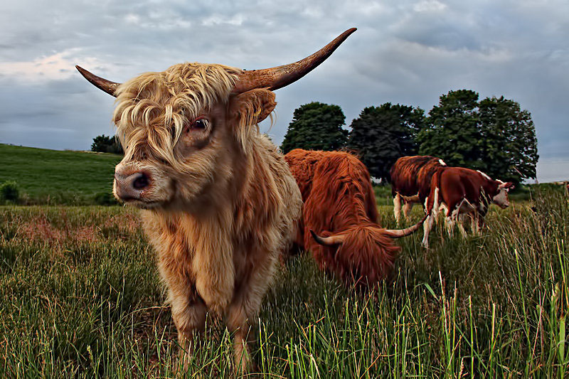 Scottish Highlander 