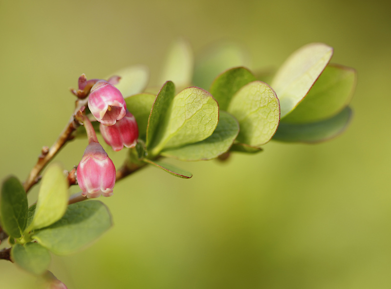 There will be blueberries.....