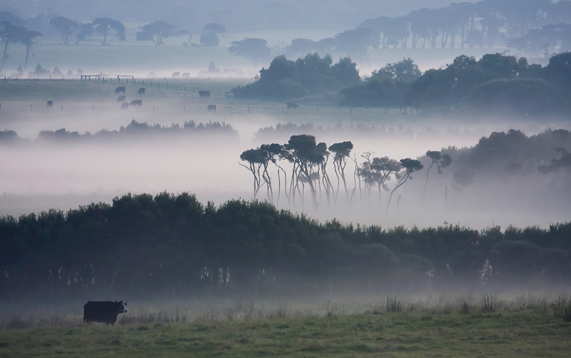 Cows in the Mist