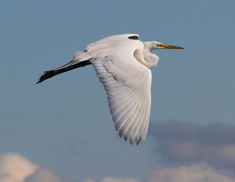 Great Egret