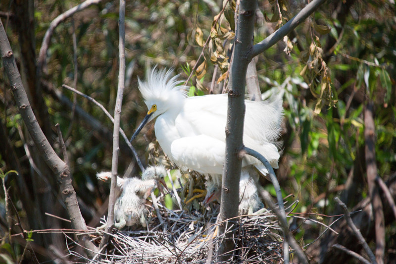 Baby Egrets with Mom