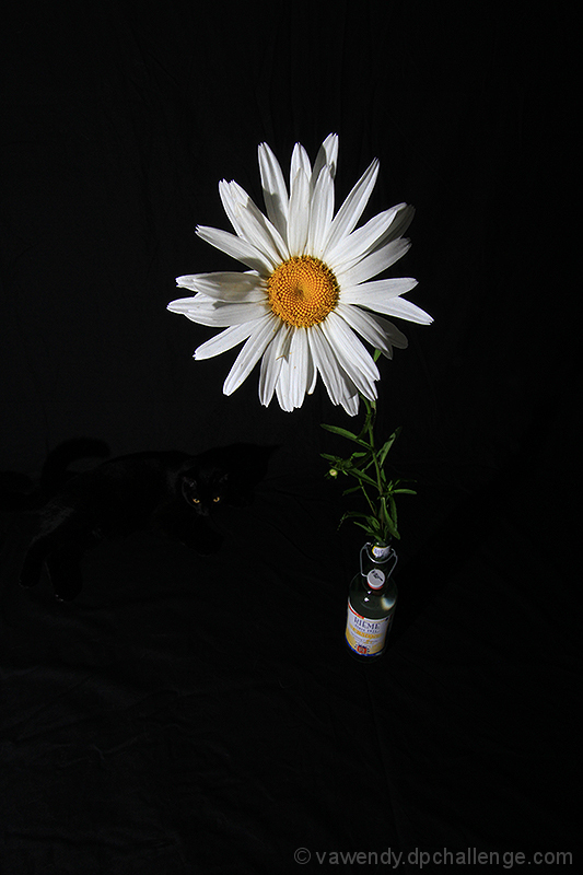 The Daisy and the Cat