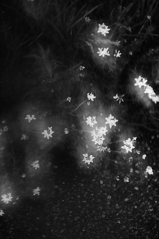 Les Fleurs du mal