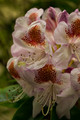 Rhododendron in the Rain