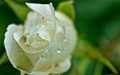 the weeping rose
