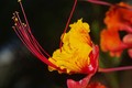 Mexican Bird-of-Paradise for Sherpet