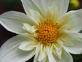 Dahlia for a Darling