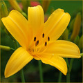 Yellow Alpine Lily