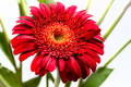 A gerbera for Shez and Peter