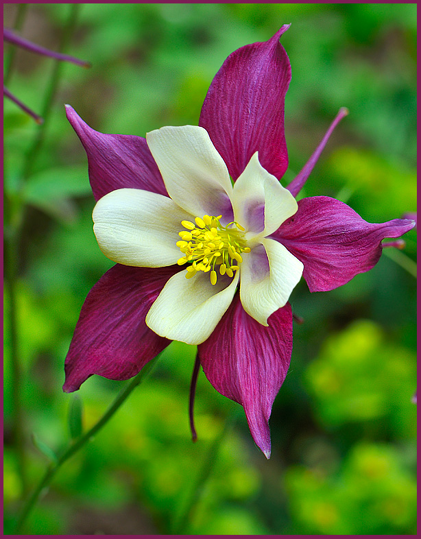 A Garden Flower