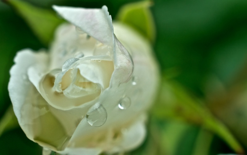the weeping rose
