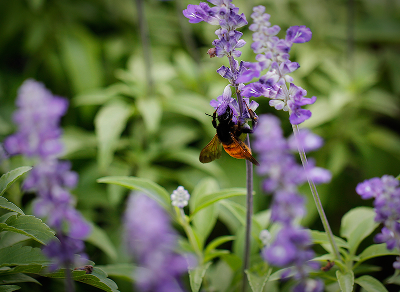 Hangin' in there for every last drop of nectar!