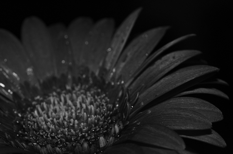 The greys of a flower