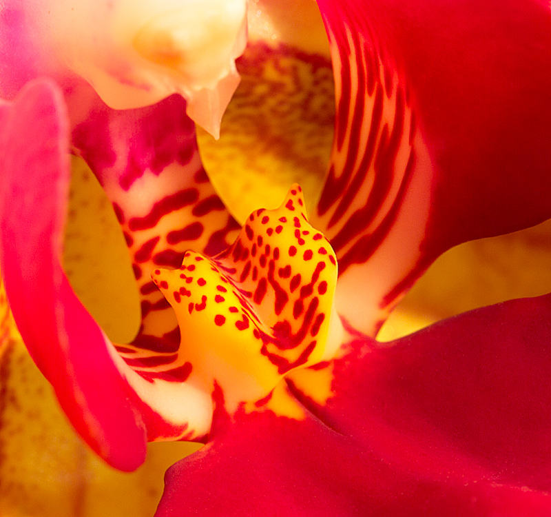 Sherpet's Orchid