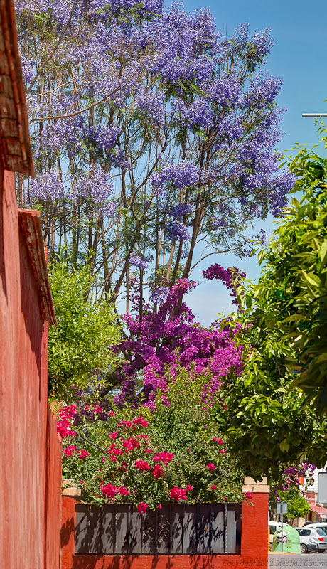 Jacaranda y Bougainvillea