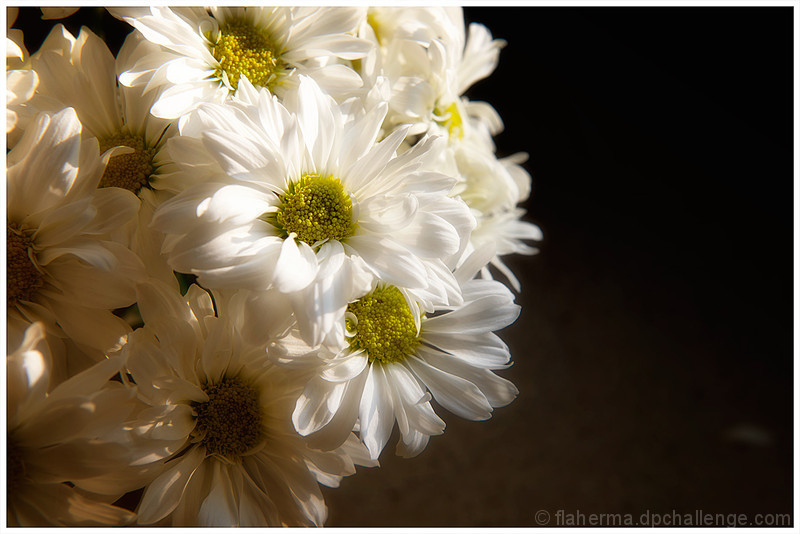 Daisies for Shez