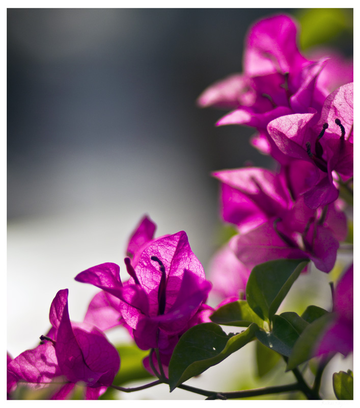 The Bougainvillea