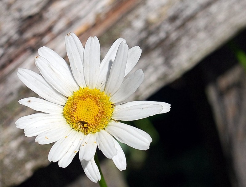 Wild Simplicity