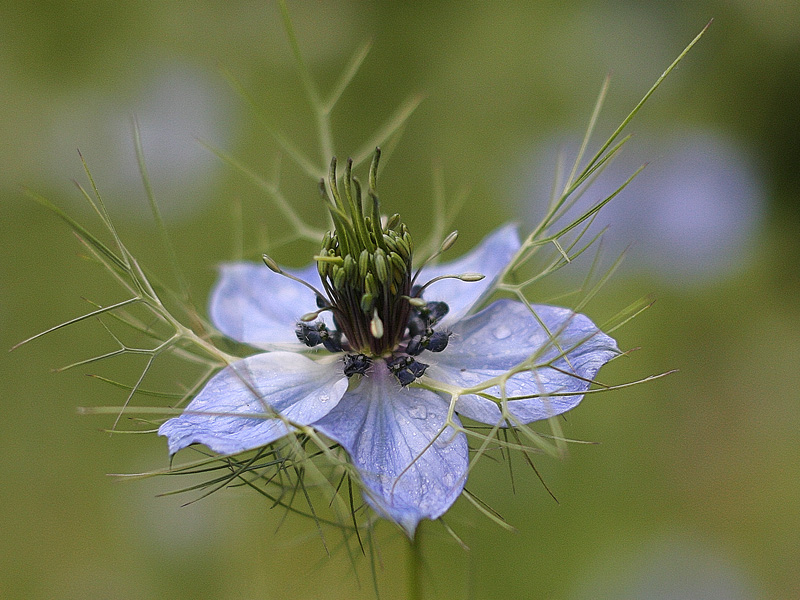 A Flower for Sherpet